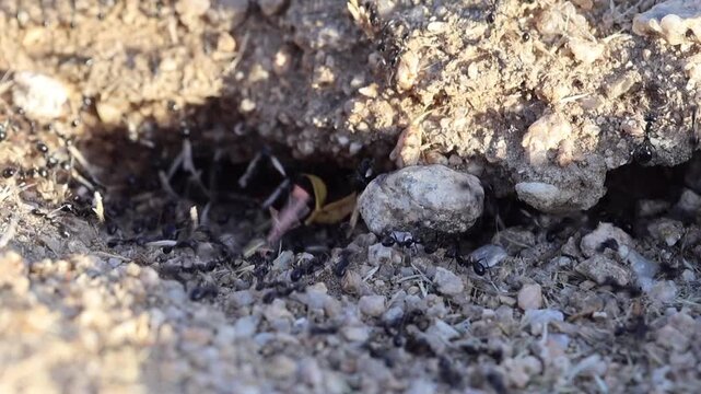 Busy ant colony activity around anthill in Joshua Tree desert campsite
