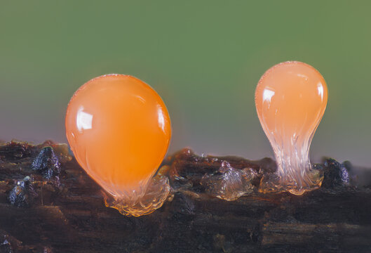 Orange slime mold - Trichia decipiens, it's a small protist organism