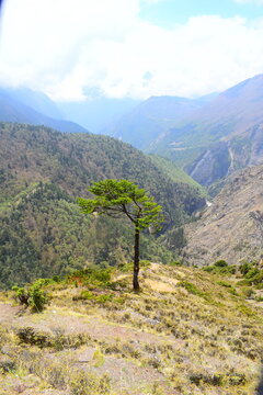 Lone Conifer Tree in Himalayan Landscape Nepal