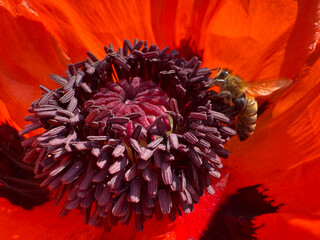 A bee collecting nectar from a poppy flower, © OLENA LIALINA