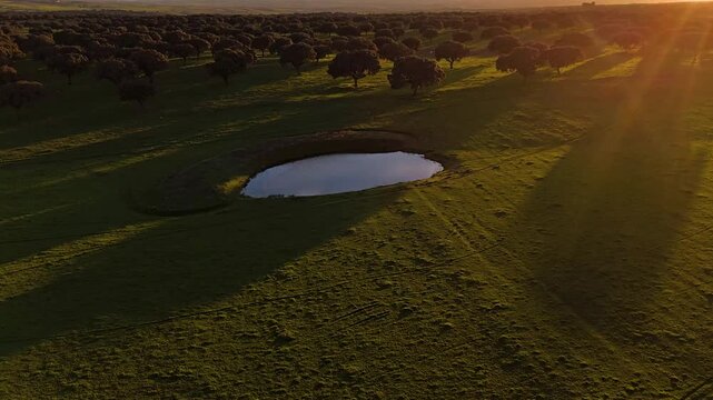 Aerial hyperlapse over dehesa landscape, Extremadura, Spain. Natural oval pond centered in vast green meadow dotted with ancient holm oak trees under dramatic golden hour light.