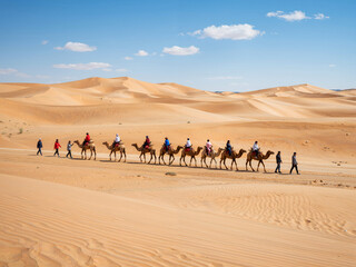 Fototapeta premium Camel Caravan in Desert Dunes on Sunny Day