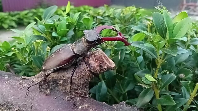 The stag beetle is completely harmless to people, living trees and agriculture.