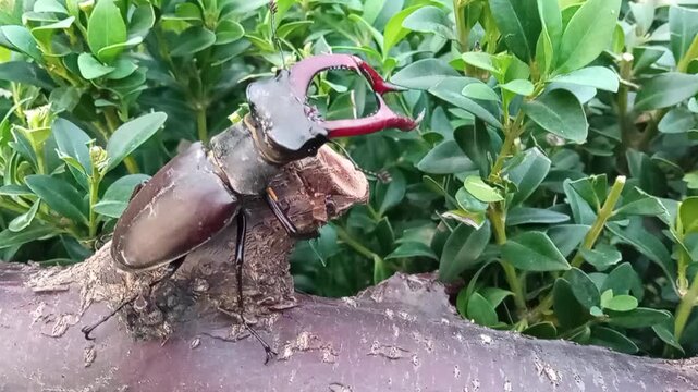 The stag beetle is completely harmless to people, living trees and agriculture.