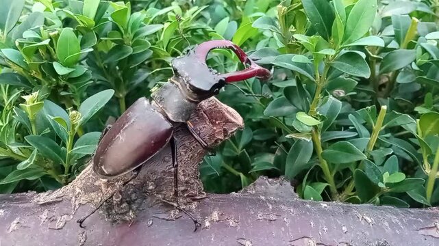 Stag beetles play an important role in forest ecosystems by helping to deposit dead wood and thereby maintaining the circulation of living wood.