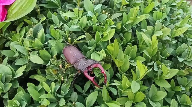 Stag beetles play an important role in forest ecosystems by helping to deposit dead wood and thereby maintaining the circulation of living wood.