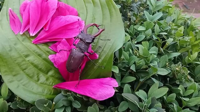 Stag beetles play an important role in forest ecosystems by helping to deposit dead wood and thereby maintaining the circulation of living wood.