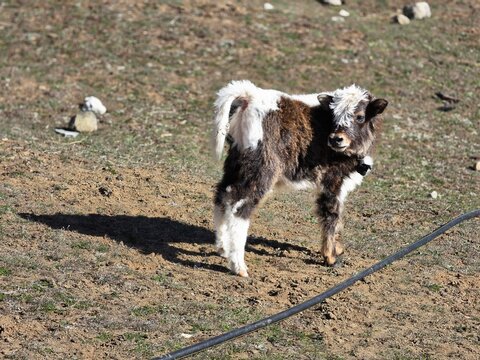 Traditional Himalayan Livestock in Nepal