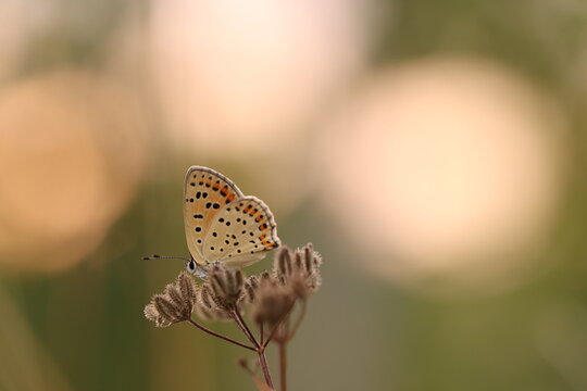 una farfalla lycaena tityrus su un fiore al tramonto
