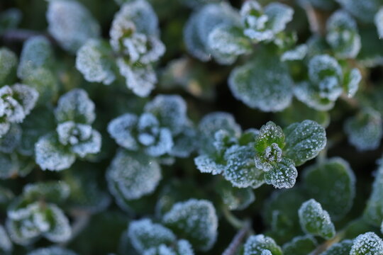 foglie gelate in inverno in un prato