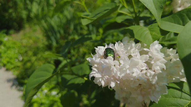 Green Rose Chafer Beetle Sitting On White Lilac Flower. Shiny Insect On Blooming Syringa Bush