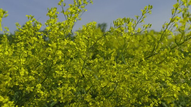 Wild Yellow Flowers Blooming In Summer Meadow. Bright Canola Or Rapeseed Mustard Plant Field Sways In Wind