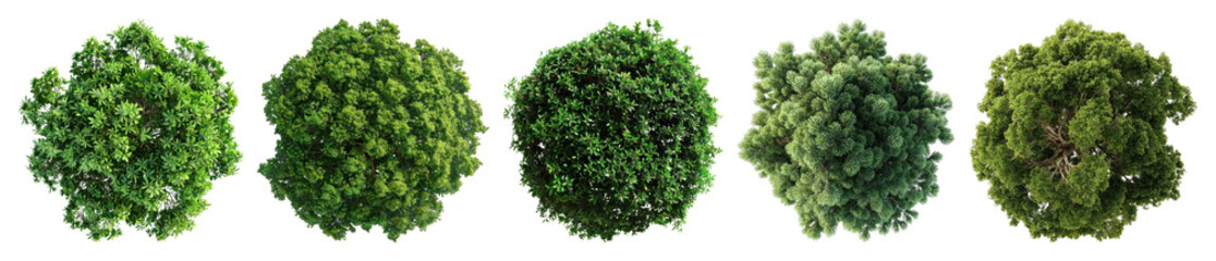 Obraz premium PNG Lush green top view foliage, transparent background