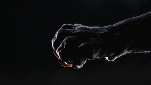 Moving forepaws flexing toes curling claws, frames starting on rimlit black backdrop, copy space