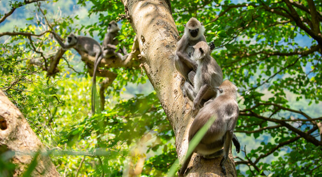 Gray hanuman langurs on a tree. Monkeys in the wild in the jungles of Sri Lanka. Troop of monkeys on trees. Wildlife scene with wild animals.