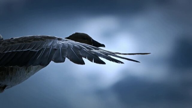 Gliding seabird ending wingbeat into glide over cloudy sky, conserving energy, backlit feathers
