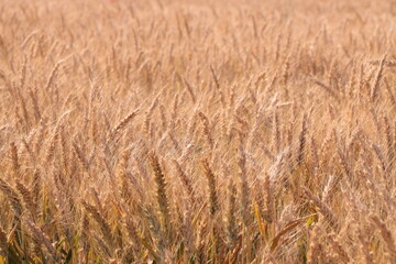 Obraz premium wheat field in warm summer light