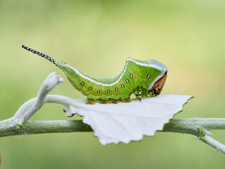 Large green caterpillar with two horns on a leaf. Poplar moth. Cerura iberica © Macronatura.es