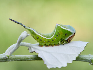 Large green caterpillar with two horns on a leaf. Poplar moth. Cerura iberica © Macronatura.es