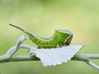 Large green caterpillar with two horns on a leaf. Poplar moth. Cerura iberica © Macronatura.es