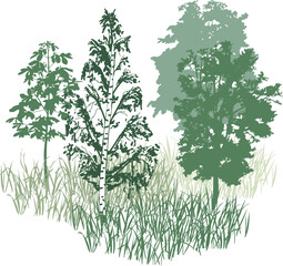 Obraz premium Green forest trees and grass sketch vector illustration. Group of deciduous trees silhouette, birch and meadow grass background