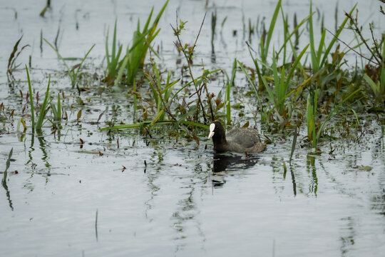 Coot in the wetlands of Druridge Pools, a Nature Reserve close to the Northumberland coast, a former opencast mine, now a popular reserve with wildfowl and waders in the wetland