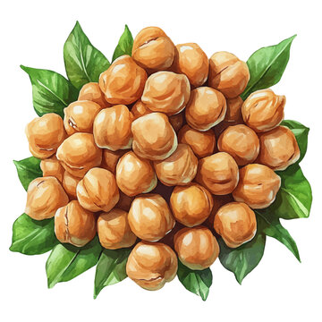 watercolor vector of Chickpeas, isolated on a white background.