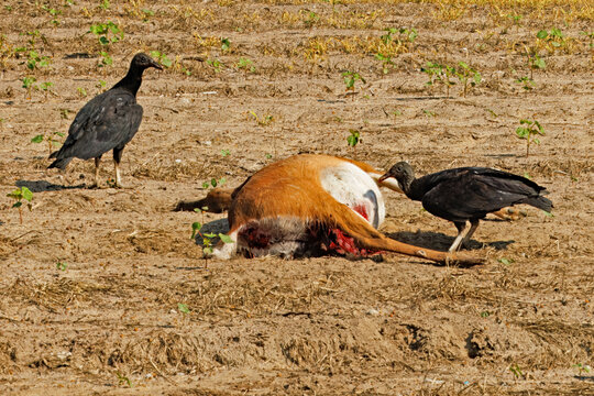 Two Black vultures, Coragyps atratus, gathered at, and feeding from the carcass of a white-tailed deer, Odoccoileus viginianus, in an agricultural field.