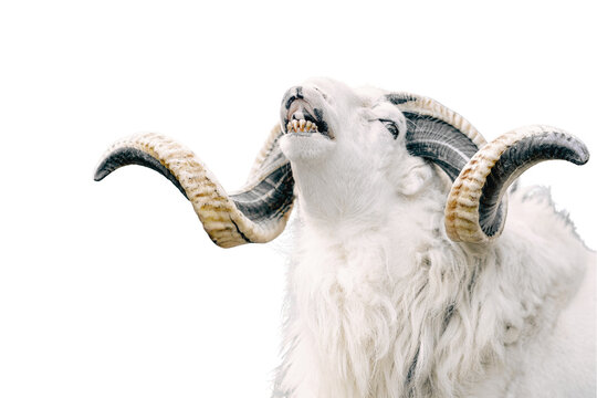 Majestic white ram with large, curved horns in multiple natural poses. Perfect for farm, countryside, and wildlife themes, highlighting strength, beauty, and rustic charm