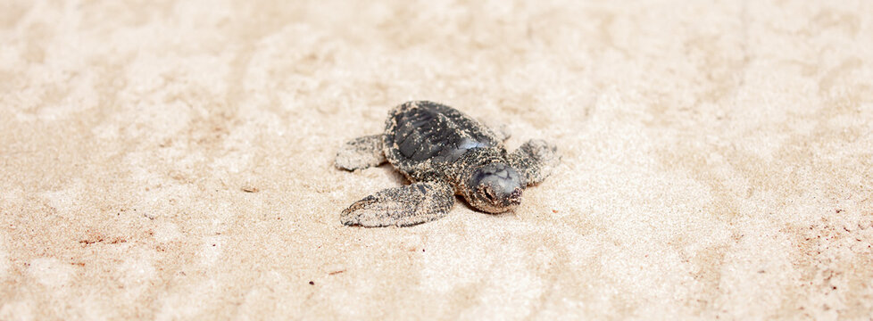 A small baby sea turtle crawls along the sandy shore towards the ocean to survive. The turtle hatched on the island of Sri Lanka. New life, saving the population, the way forward to a new life.