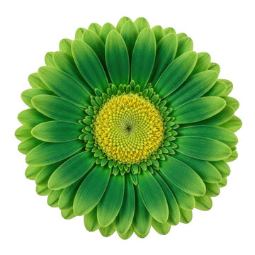 Bright green flower with yellow center isolated on transparent background