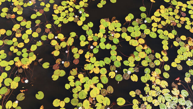 Aerial view of water lilies and vibrant green lily pads floating on dark water Durban, KwaZulu-Natal, South Africa.