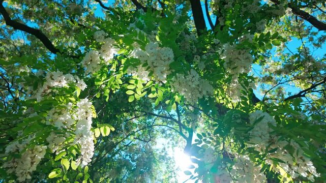 White flowering tree branches swaying in sunlight under blue sky. Robinia pseudoacacia, black locust