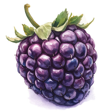 Blackberry, watercolor illustration vector, isolated on a white background.