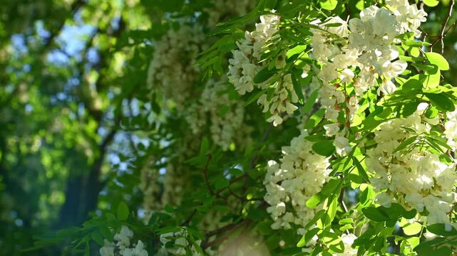 White flower clusters swaying on tree branches in sunlit park. Robinia pseudoacacia, black locust