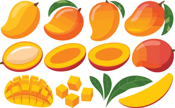Fresh Mango Fruit Vector Set with Whole Yellow Mangos Red Cut Slices Cross Sections Seed Cubes and Green Leaves for Food Juice Packaging Designs