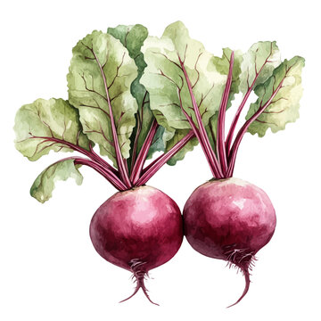 watercolor vector of Beetroot, isolated on a white background.