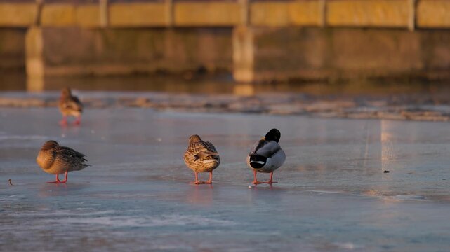 Mallard ducks on a frozen lake at sunset. A drake and a hen walk on the ice from a back view, while another stands in profile. Warm winter golden hour light with blurred wooden pier in the background.