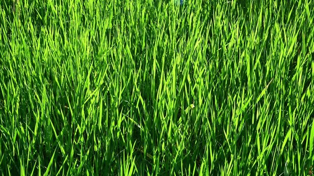 Green grass blades swaying in sunny meadow close up
