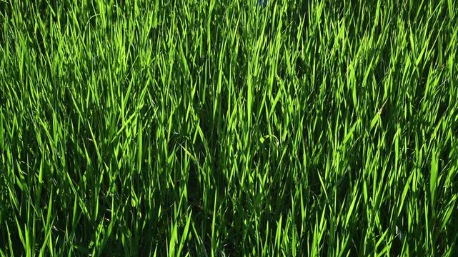 Green grass blades swaying in sunlit meadow field at morning