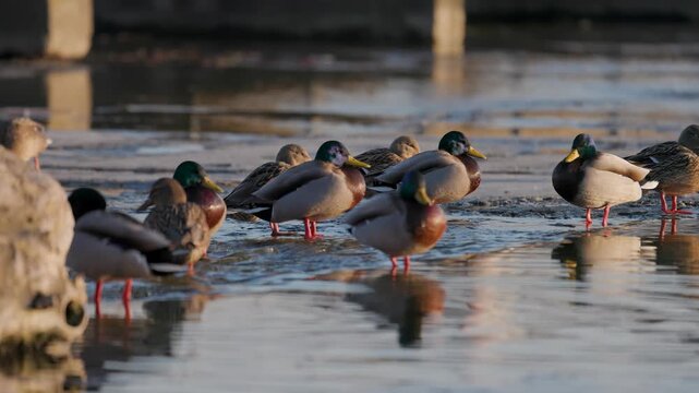 A flock of mallard ducks stands on the edge of melting ice and open water. Drakes and hens rest together, their reflections visible on the calm surface under soft evening light. Low angle.