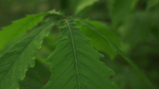 Young saplings in an early summer forest
