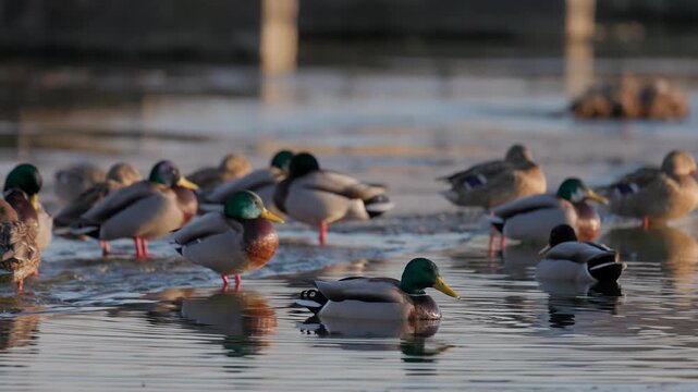 A flock of mallard ducks stands on the edge of melting ice and open water. Drakes and hens rest together, their reflections visible on the calm surface under soft evening light. Low angle.