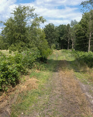 Fototapeta premium Path through the trees leads into a green area during daytime in summer