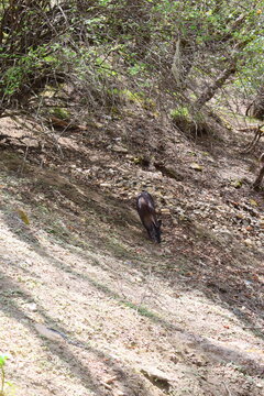 Rare Musk Deer in Everest Region Wildlife of Nepal