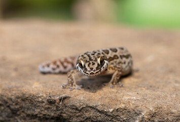 Obraz premium A cute Spotted Thick-toed Gecko (Pachydactylus maculatus) perched on a rock, South Africa