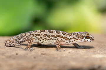Fototapeta premium A cute Spotted Thick-toed Gecko (Pachydactylus maculatus) perched on a rock, South Africa