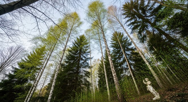 Low Angle View of Tall Birch and Evergreen Trees in a Lush Spring Fore