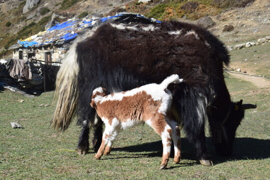 Baby Chaurigai Feeding in Himalayan Village Nepal