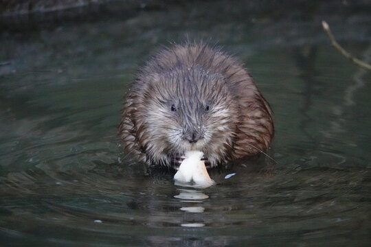 Muskrat, or muskrat (Latin Ondatra zibethicus). A small animal in summer on the Alyoshinka River in Moscow